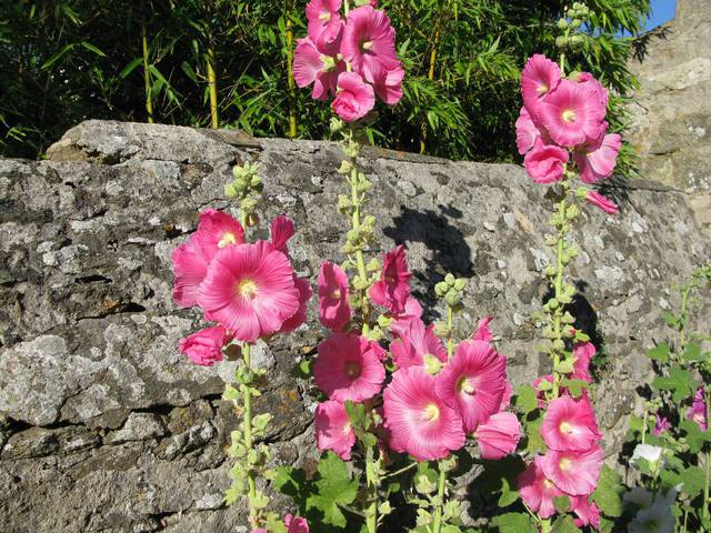 Rose trémière EN © OT Ile d'Yeu