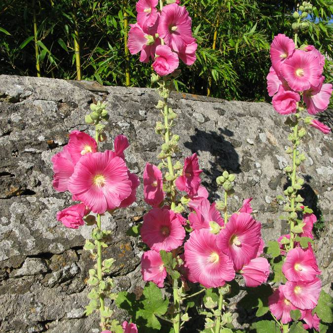 Roses, Saint-Sauveur, Ile d'Yeu